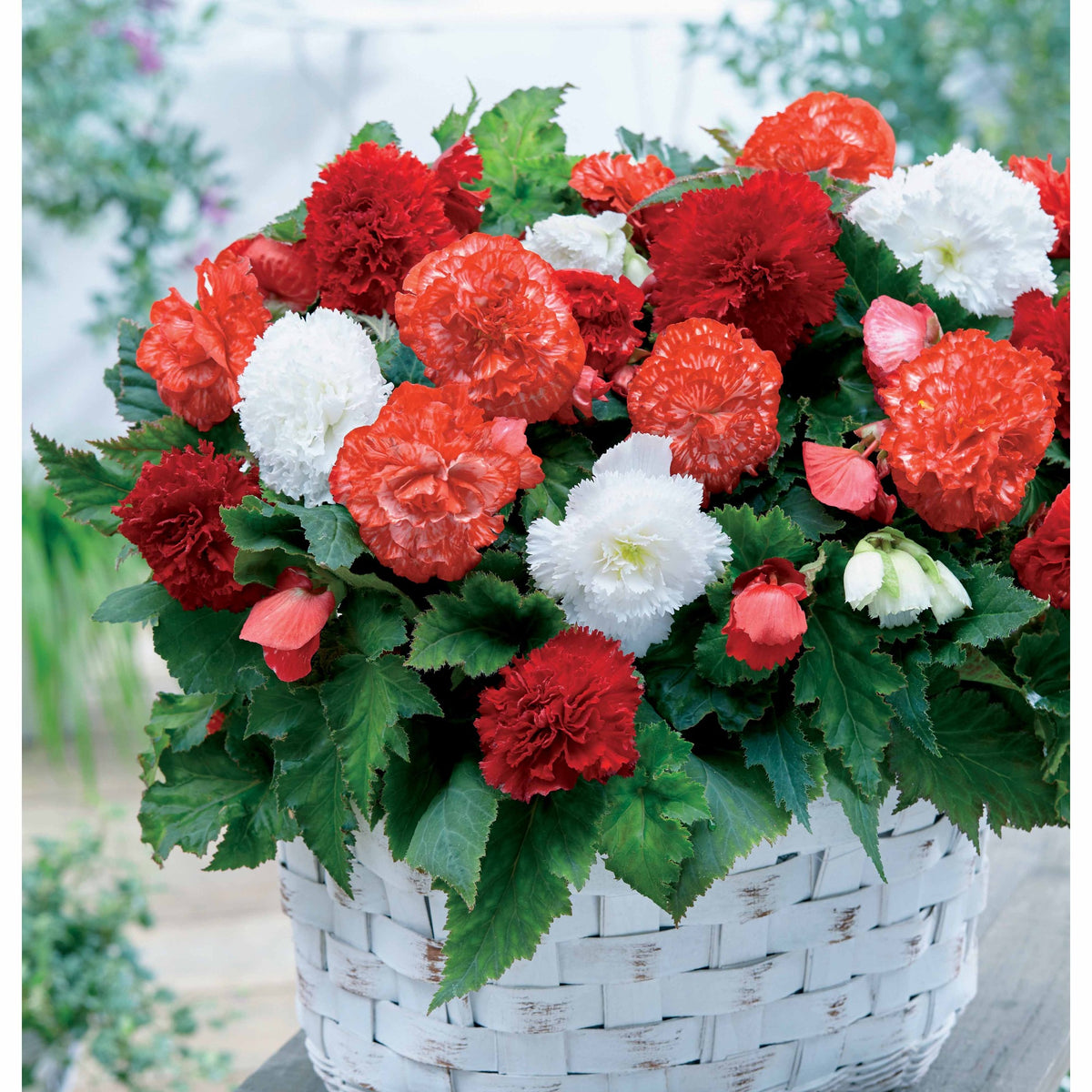 Begonia Mix - rood + wit + gemengd (x9) - Willemse