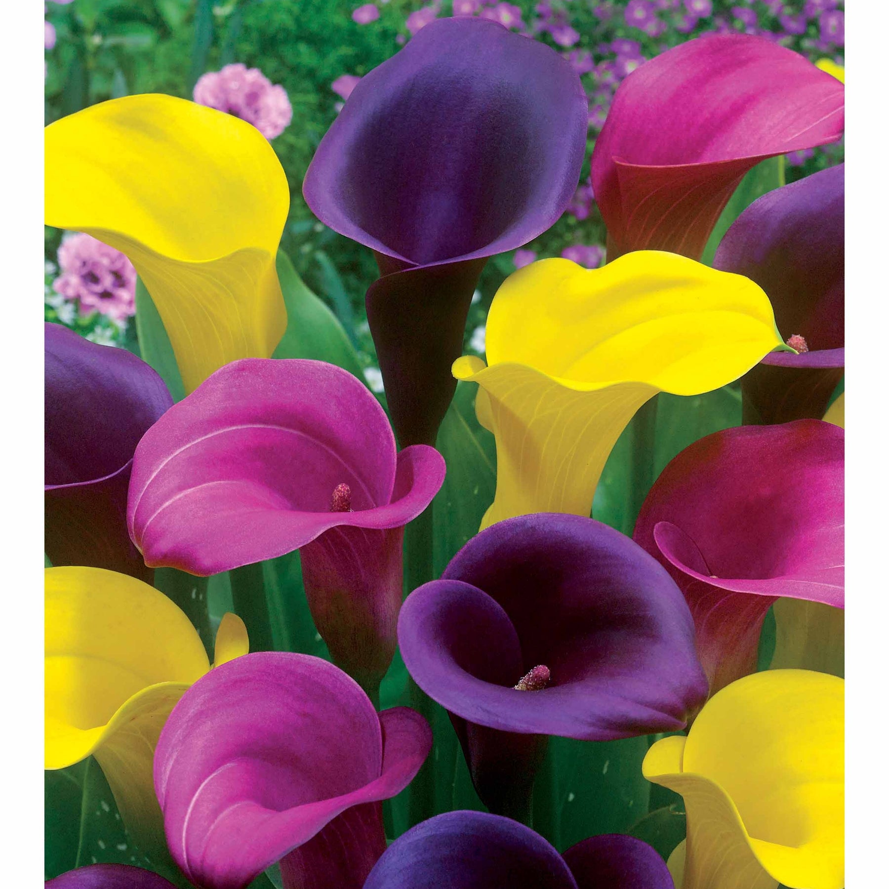 Calla Mix - roze + geel + paars (x3) - Zantedeschia - Willemse