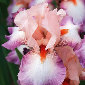 Baardiris Mix 'Depth of Field' + 'Poésie' + 'Study in Black' (x6) - 2iris profondeur de champ (depht of field) + 2 ir - Willemse