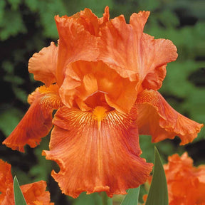 2iris profondeur de champ (depht of field) + 2 ir - Baardiris Mix 'Depth of Field' + 'Poésie' + 'Study in Black' (x6) - Bloeiende vaste planten