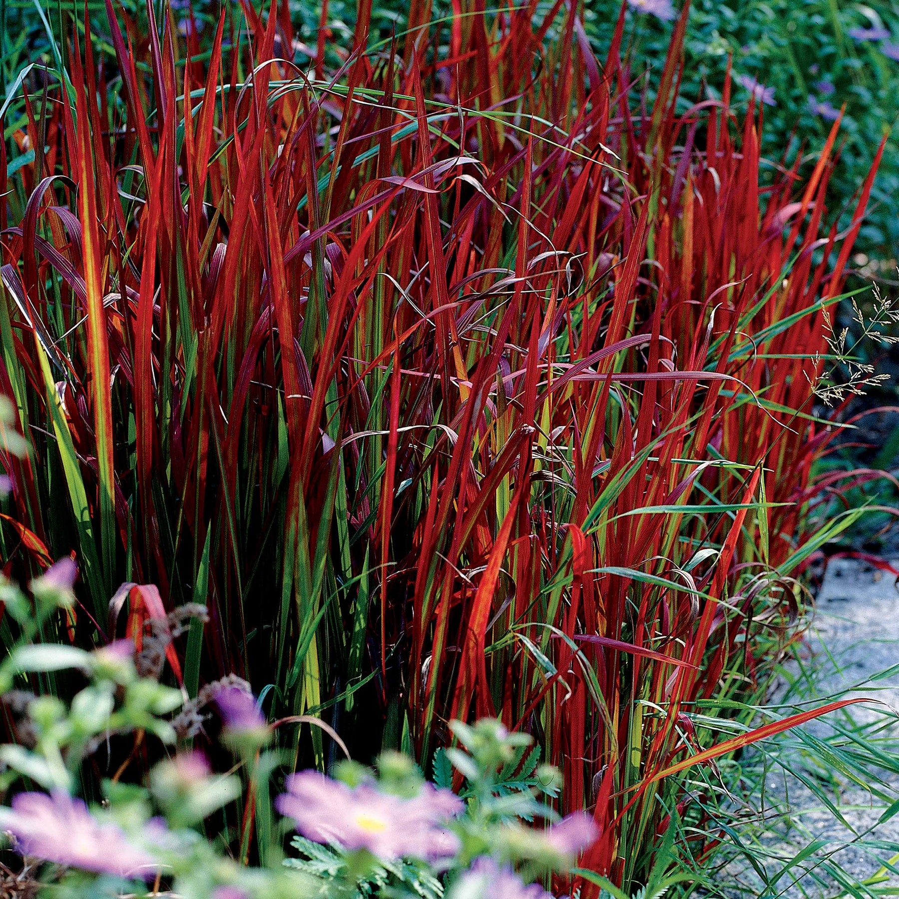 Siergras Mix (x3) - Imperata cylindrica Red Baron, Carex oshimensis Evergreen, Festuca glauca