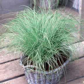 Vaste planten - Siergras Mix (x3) - Imperata cylindrica Red Baron, Carex oshimensis Evergreen, Festuca glauca
