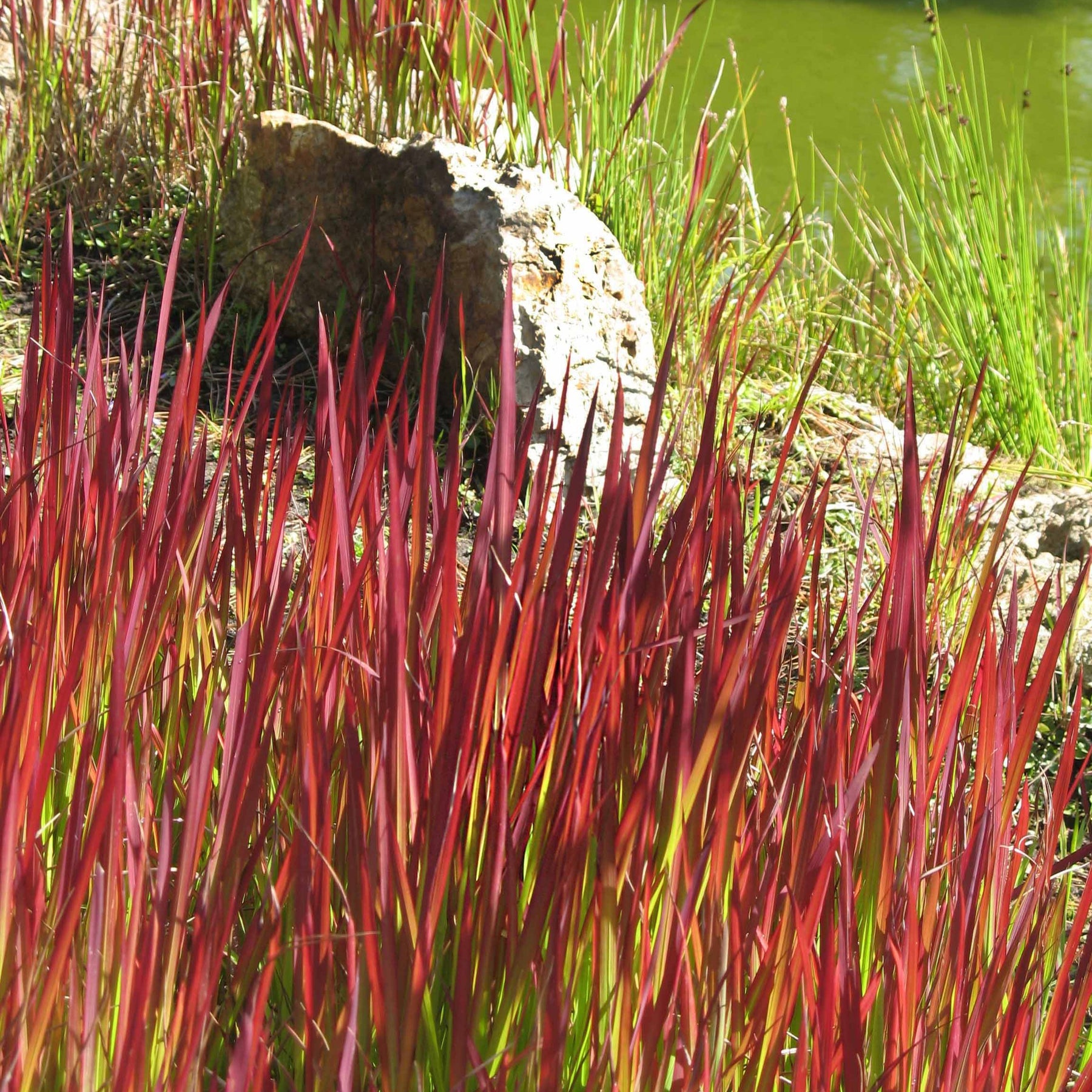 Verkoop Siergras Mix (x3) - Imperata cylindrica Red Baron, Carex oshimensis Evergreen, Festuca glauca