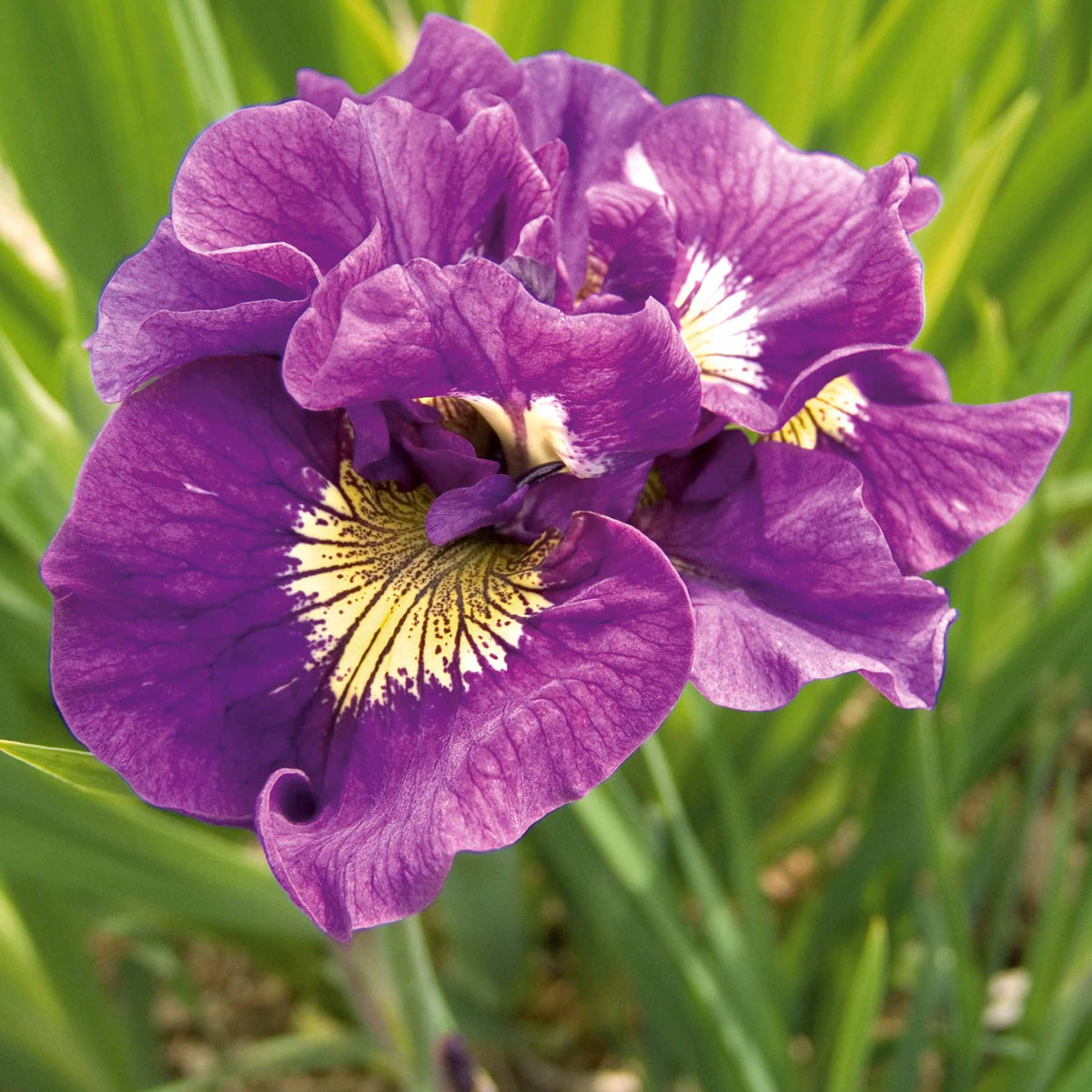 Siberische iris Mix - Iris sibirica Double Standard,  Concord Crush,  Pink Parfait - Willemse