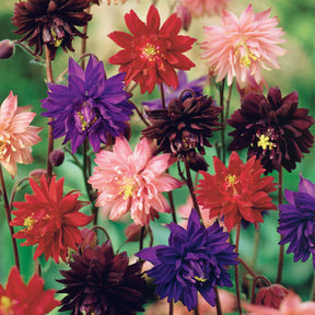 Akelei 'Barlow' Mix (x3) - Aquilegia vulgaris barlow - Willemse