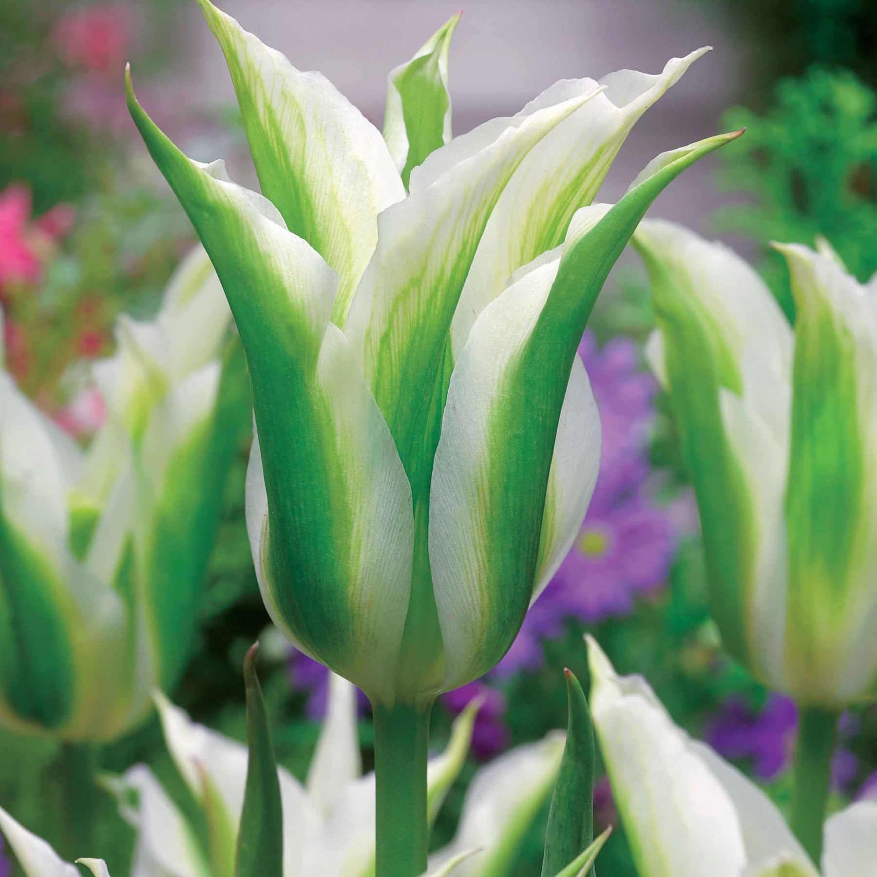 Verkoop Leliebloemige tulpen 'Greenstar' (x10) - Tulipa greenstar