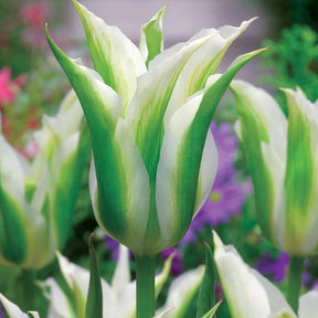 Verkoop Leliebloemige tulpen 'Greenstar' (x10) - Tulipa greenstar