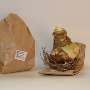 Extra grote amaryllis Mix