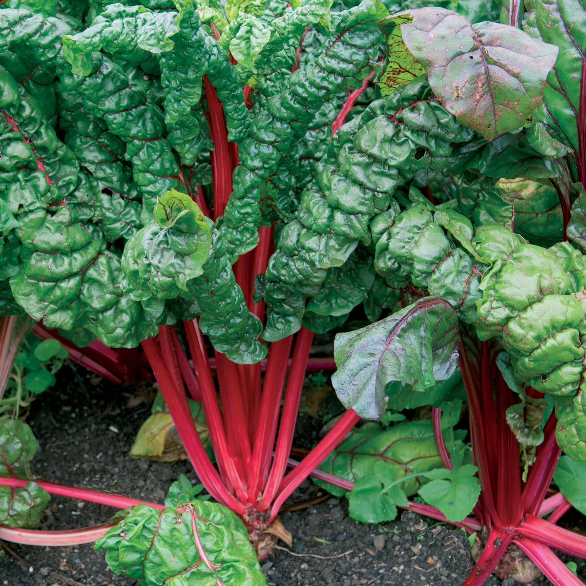 Snijbiet 'Rhubarb Chard' - Willemse