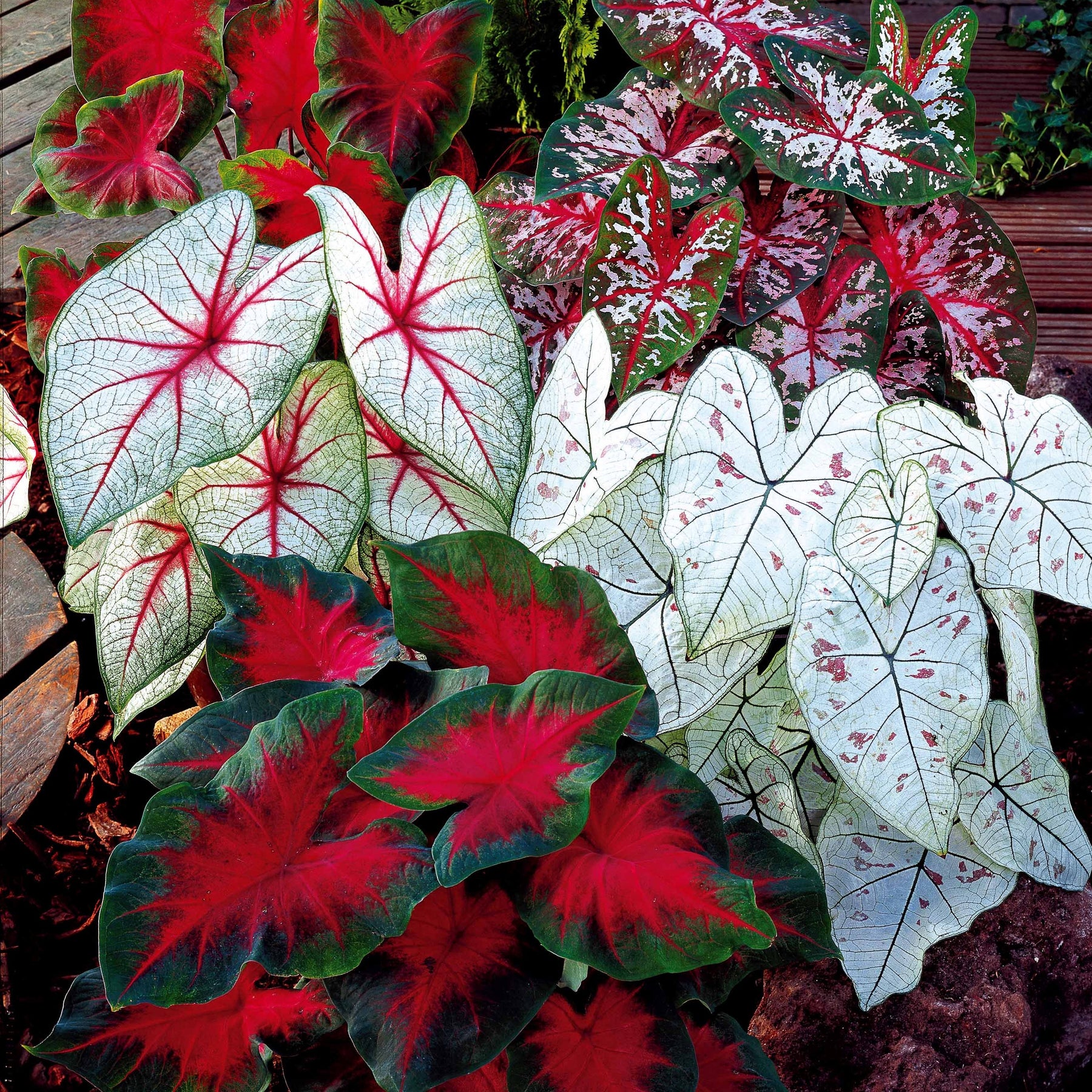 Caladium Mix (x3) - Willemse