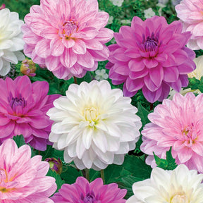 Dahlia 'Bonesta' - wit + roze + gestreept (x6) - Willemse