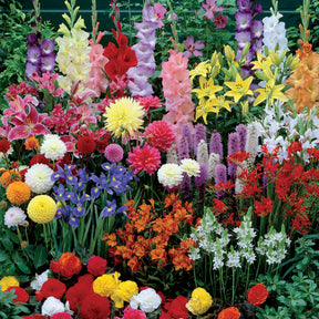 Borderpakket zomerbloeiers - ca. 1,5 m² - Gladiolus, Begonia, Iris, Liatris, Crocosmia, Lilium, Dahlia - Willemse