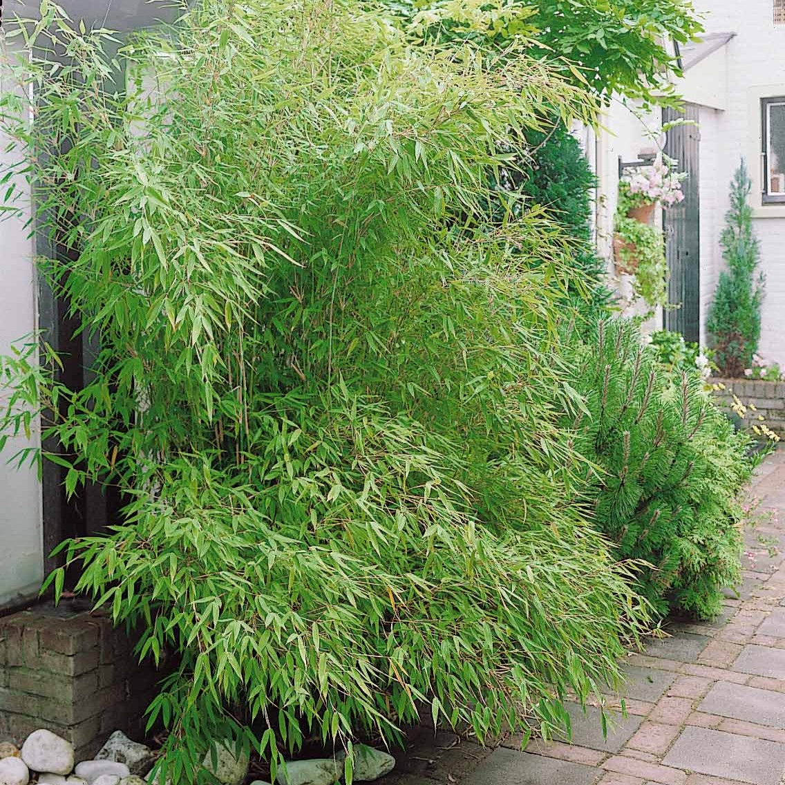 Bamboe Collectie: groen, geel, rood (x3) - Phyllostachys bissetii, aureosulcata Aureocaulis, Fargesia scabrida Asian Wonder - Willemse