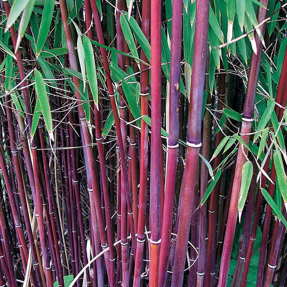 Bamboe Collectie: groen, geel, rood (x3) - Bamboe - Willemse
