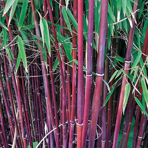 Bamboe Collectie: groen, geel, rood (x3) - Bamboe - Willemse