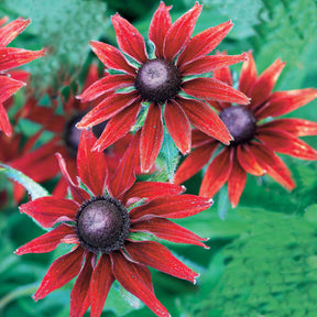 Bloeiende vaste planten - Zonnehoed, Kokardebloem, Margriet (x6) - Rudbeckia Cherry Brandy, Gaillardia Kobold, Leucanthemum Banana Cream
