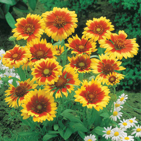 Rudbeckia Cherry Brandy, Gaillardia Kobold, Leucanthemum Banana Cream - Zonnehoed, Kokardebloem, Margriet (x6) - Bloeiende vaste planten