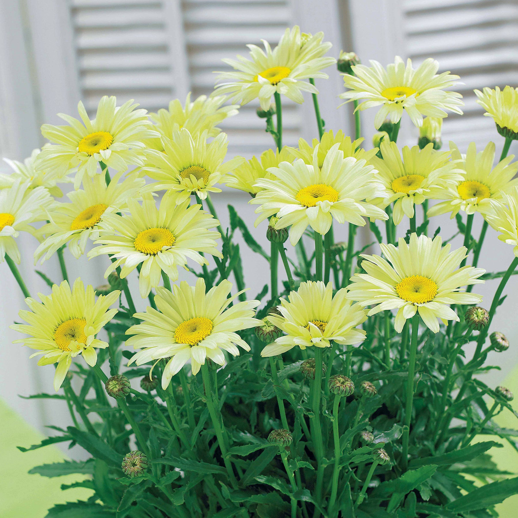 Zonnehoed, Kokardebloem, Margriet (x6) - Rudbeckia Cherry Brandy, Gaillardia Kobold, Leucanthemum Banana Cream - Willemse