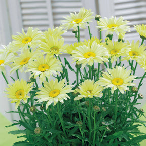Zonnehoed, Kokardebloem, Margriet (x6) - Rudbeckia Cherry Brandy, Gaillardia Kobold, Leucanthemum Banana Cream - Willemse