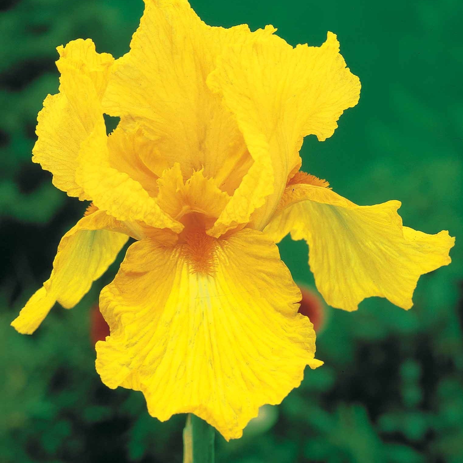 Tuiniris collectie: Lasso, Border, Sangreal (x6) - Iris germanica  (2 lasso, 2 bordure, 2 sangreal) - Willemse