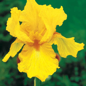Tuiniris collectie: Lasso, Border, Sangreal (x6) - Iris germanica  (2 lasso, 2 bordure, 2 sangreal) - Willemse