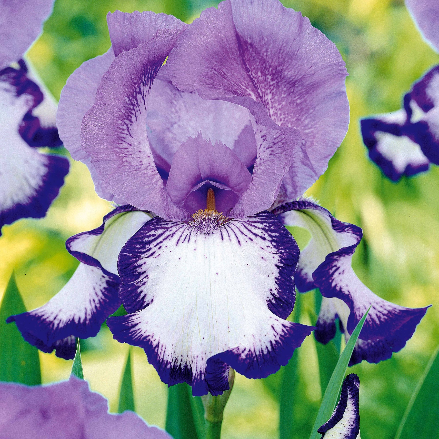 Iris germanica  (2 lasso, 2 bordure, 2 sangreal) - Tuiniris collectie: Lasso, Border, Sangreal (x6) - Iris germanica - Duitse iris