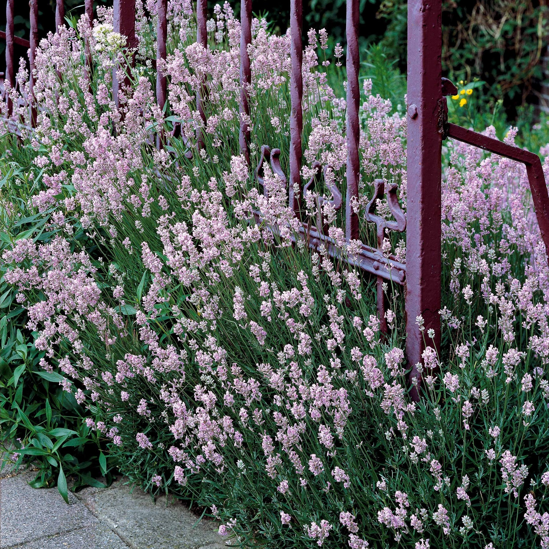 Verkoop Wit en Roze Lavendel Collectie (x4) - Lavandula angustifolia alba, rosea