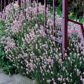 Verkoop Wit en Roze Lavendel Collectie (x4) - Lavandula angustifolia alba, rosea