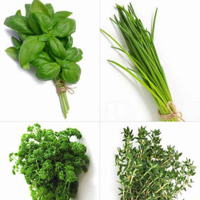 Verzameling van aromatische planten (x4) - Willemse