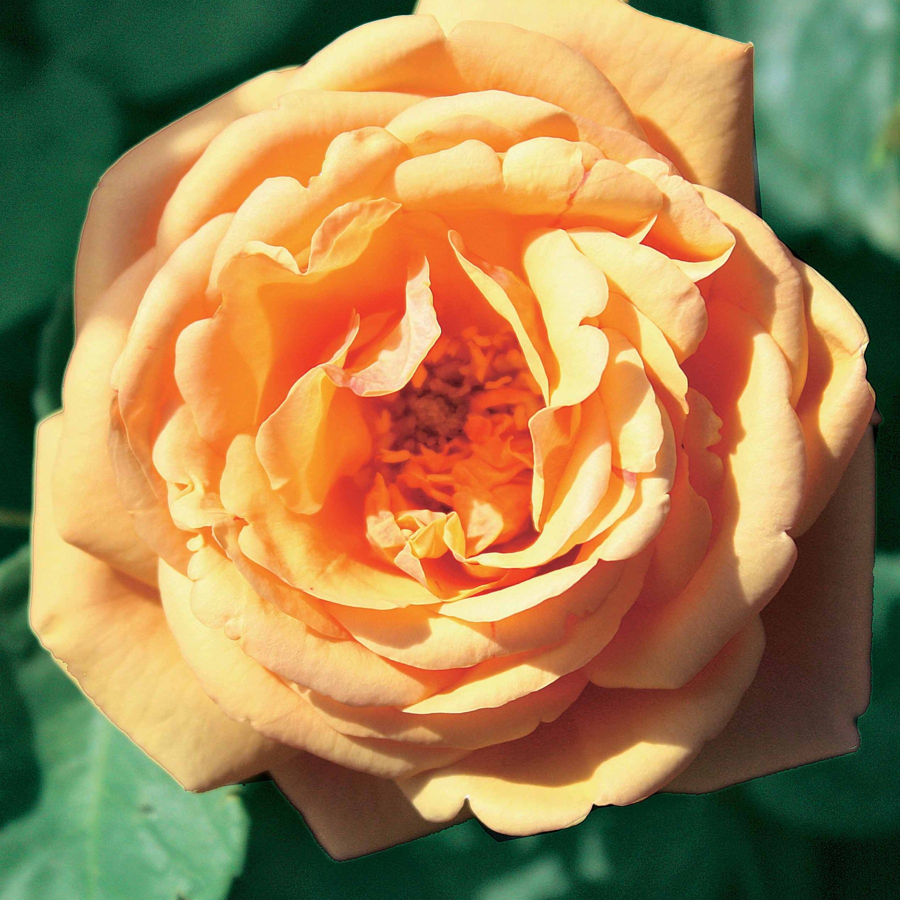 Rosa(fish ausgreen,charlie ausgreen,her's ausgreen - Collectie Engelse rozen (Fish Ausgreen,Charlie,Her's Ausgreen) (x3) - Rozen - Naakte wortels