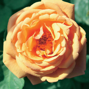 Rosa(fish ausgreen,charlie ausgreen,her's ausgreen - Collectie Engelse rozen (Fish Ausgreen,Charlie,Her's Ausgreen) (x3) - Rozen - Naakte wortels