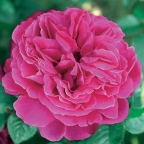 Collectie Engelse rozen (Fish Ausgreen,Charlie,Her's Ausgreen) (x3) - Rosa(fish ausgreen,charlie ausgreen,her's ausgreen - Willemse