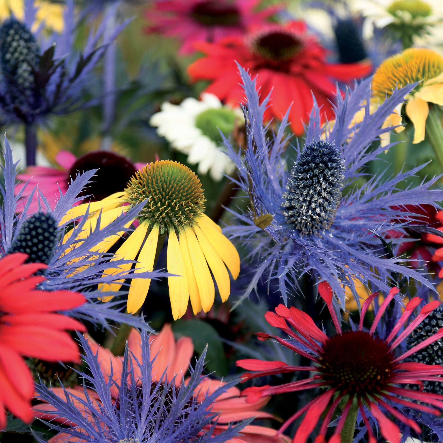Vaste planten Mix - Zonnehoed (x3) - Willemse