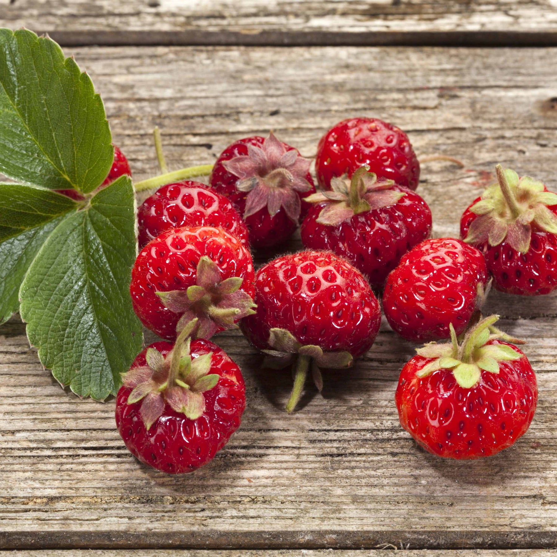 Originele Aardbeiencollectie (x4) - Fragaria pineberry ® framberry ® - Willemse