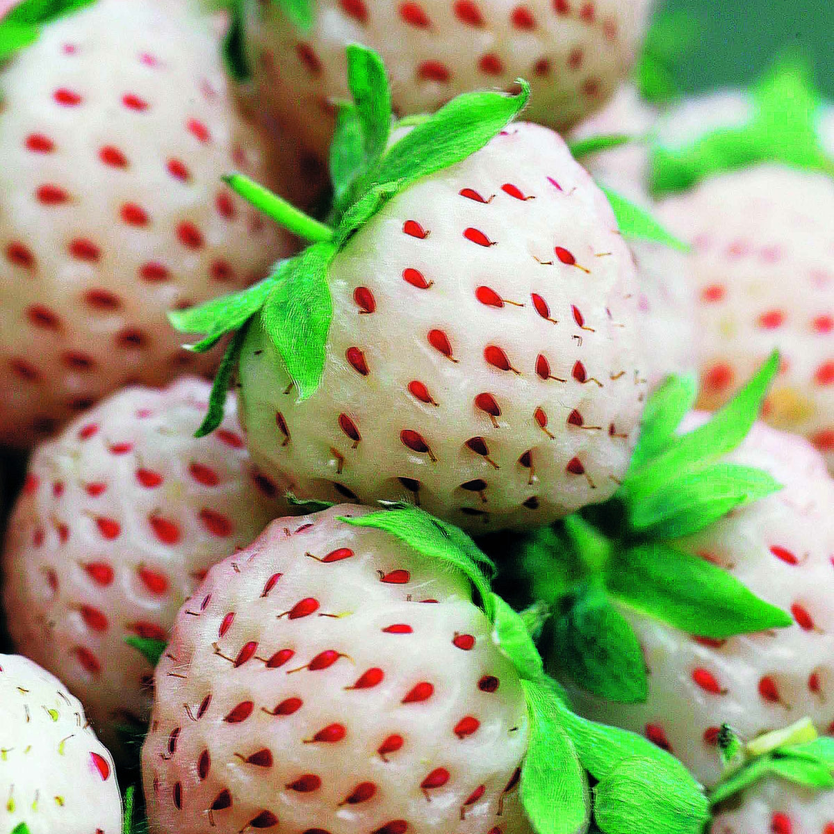 Fragaria pineberry ® framberry ® - Originele Aardbeiencollectie (x4) - Aardbei