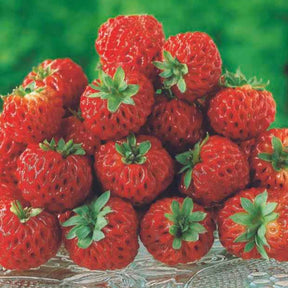 Aardbei - Originele Aardbeiencollectie (x4) - Fragaria pineberry ® framberry ®