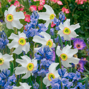 Bloembollen Mix blauw + wit - Willemse