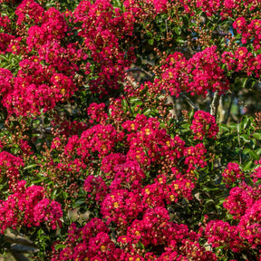Collectie Indische seringen: rood, paars, wit (x3) - Lagerstroemia indica