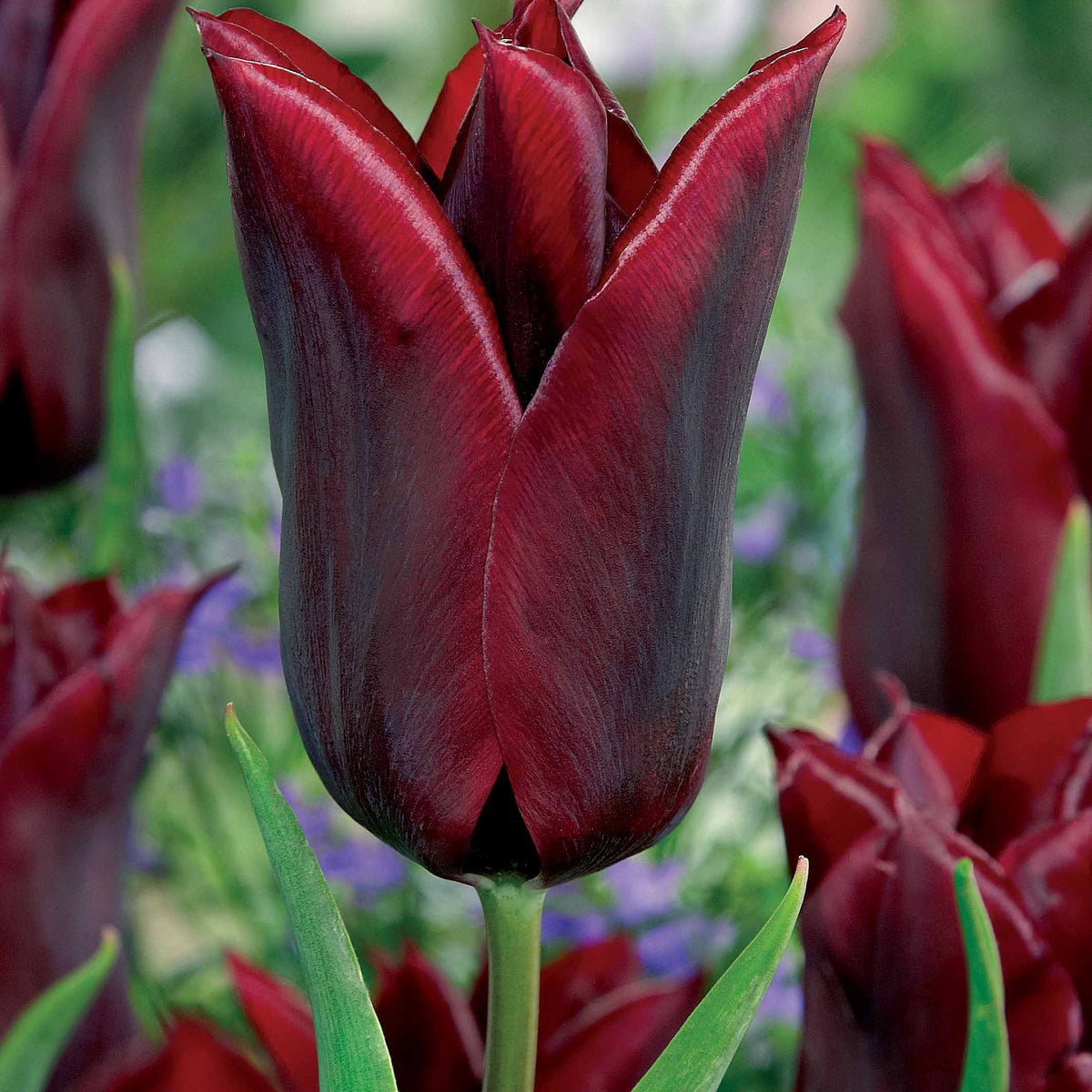 Leliebloemige tulpen 'Lasting Love' (x10) - Willemse