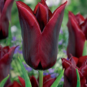Leliebloemige tulpen 'Lasting Love' (x10) - Willemse