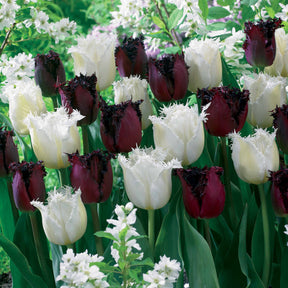 Gefranjerde tulpen 'North Pole' & 'Labrador' (x10) - Willemse