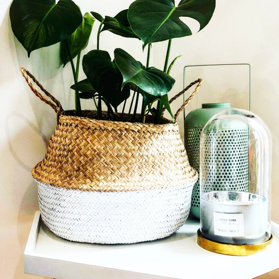 Luchtzuiverende kamerplanten Mix - Willemse