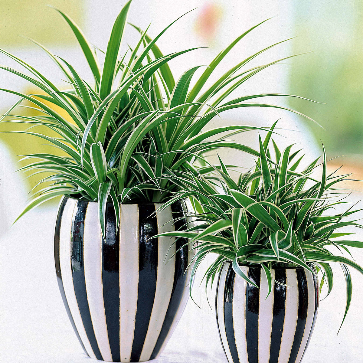 Luchtzuiverende kamerplanten Mix - Chamoedorea elegans,monstera deliciosa,chlorophytum atlantic - Willemse