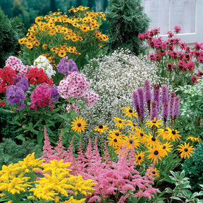 Vaste planten Mix - Helenium, Monarda,  Phlox paniculata, Rudbeckia Goldstrum, Gypsophila paniculata, Liatris spicata, Solidago, Astilbe - Willemse