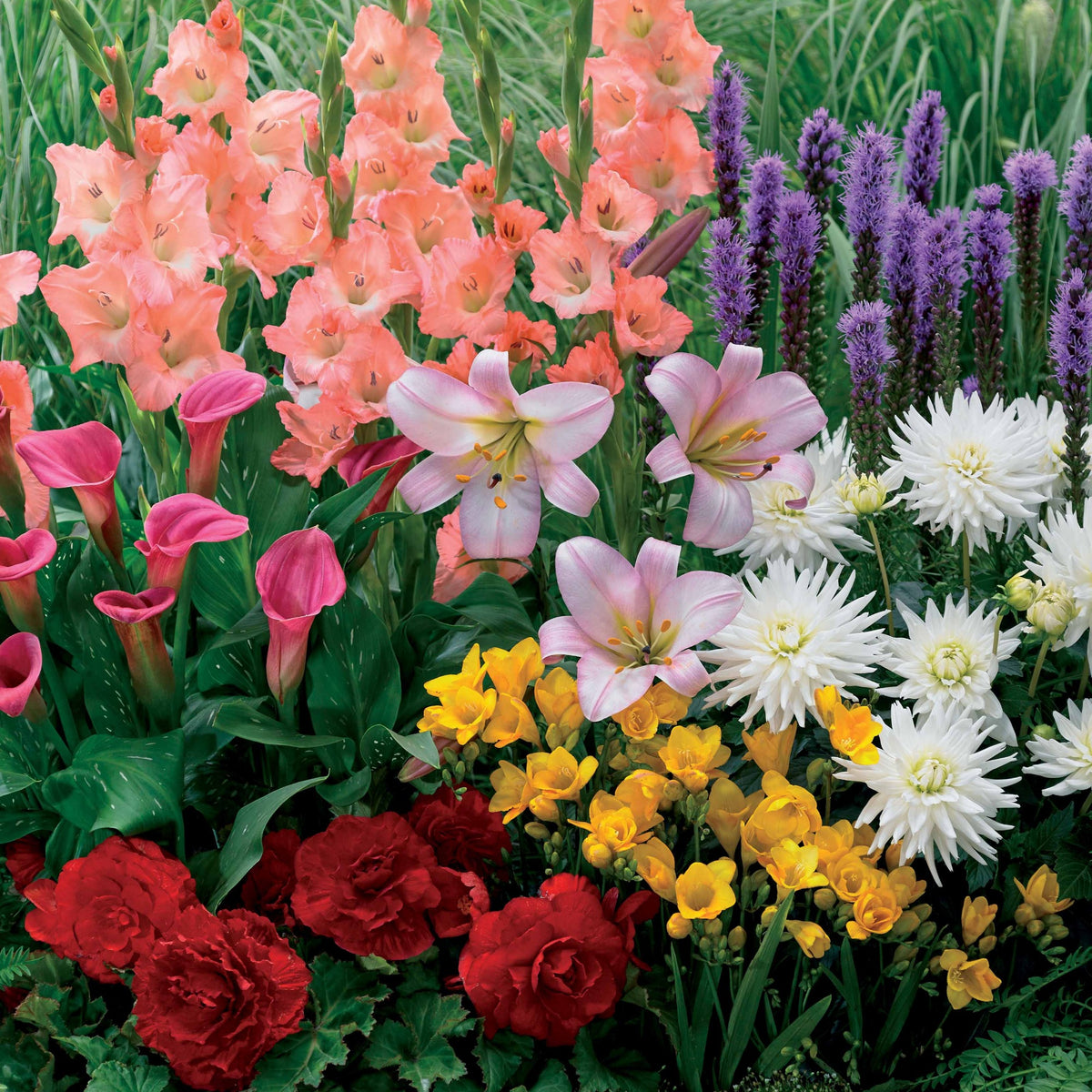 Zomerbollen Mix (x31) - Willemse