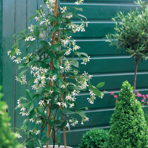 Verkoop Toscaanse jasmijn, Blauwe regen, Hortensia (x3) - Trachelospermum jasminoides, wisteria, hydrangea p