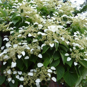 Trachelospermum jasminoides, wisteria, hydrangea p - Toscaanse jasmijn, Blauwe regen, Hortensia (x3) - Klimplanten