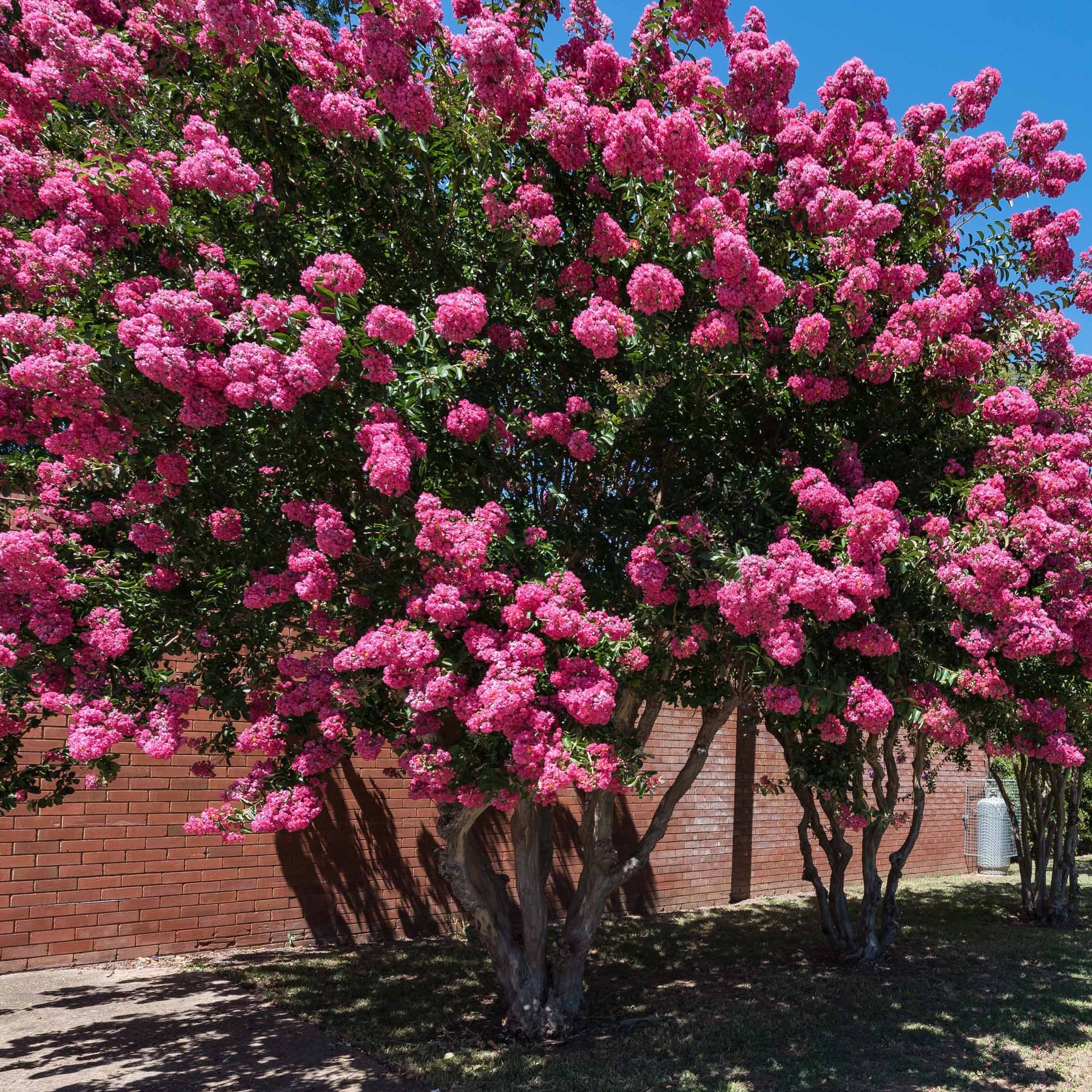 Struik collectie: indische sering, lampenpoetser en brem (x3) - Lagerstroemia indica, callistemon laevis, cytisus - Willemse