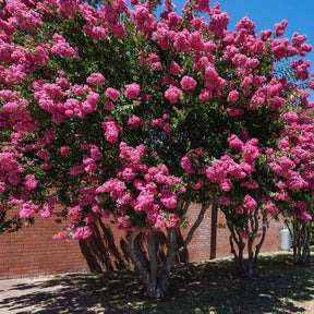 Struik collectie: indische sering, lampenpoetser en brem (x3) - Lagerstroemia indica, callistemon laevis, cytisus - Willemse