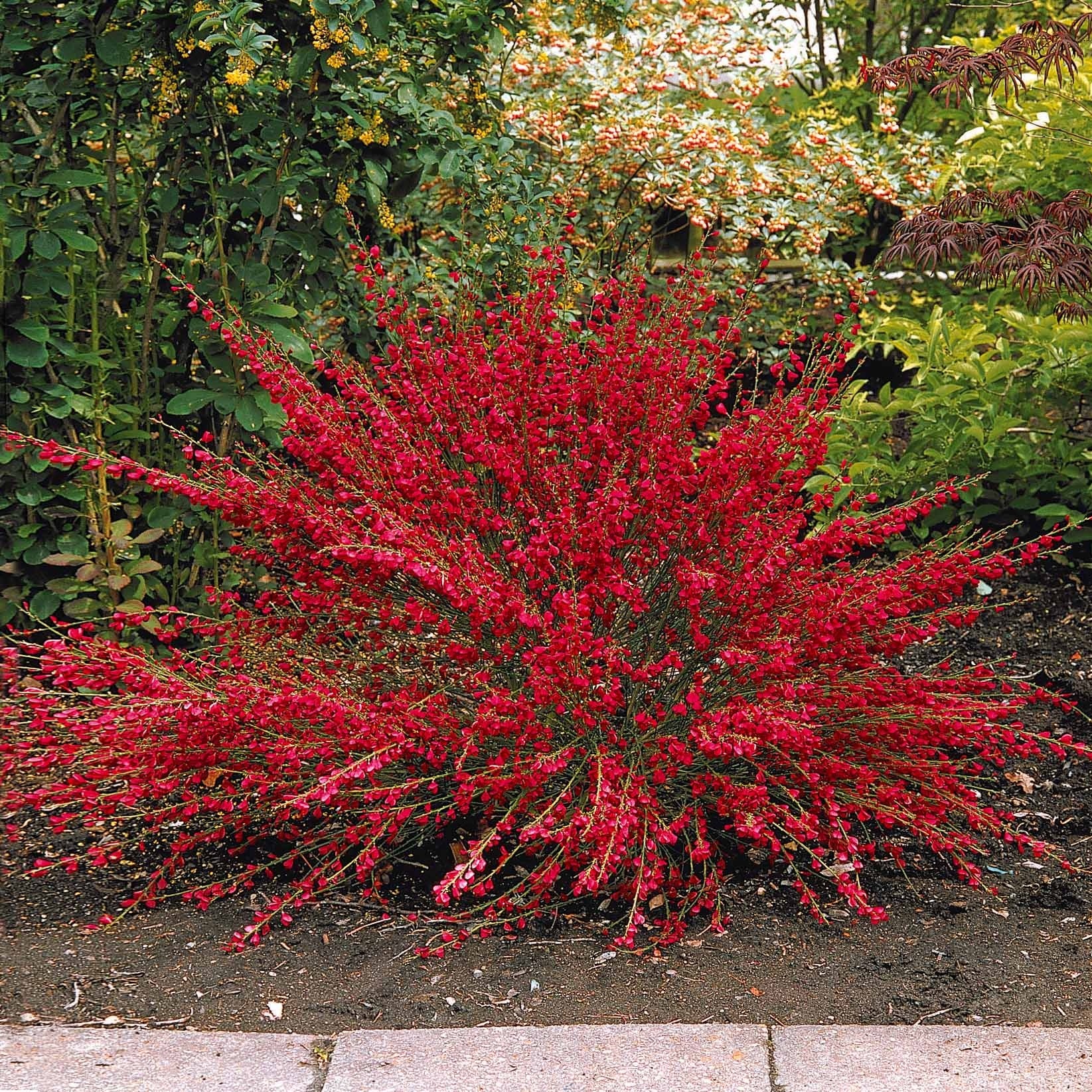Lagerstroemia indica, callistemon laevis, cytisus - Struik collectie: indische sering, lampenpoetser en brem (x3) - Bloeiende heesters